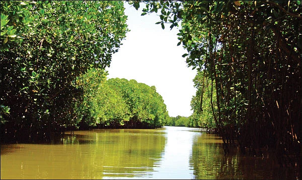 மரம் செய விரும்பு! - 14 - சூழலைச் சமன்செய்யும் சதுப்பு நிலக்காடுகள்!