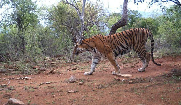 ‘காட்டுக்குள் ஜாலியாக ஒரு ட்ரிப்!’ - சத்தியமங்கலம் `மாயா சூழல் சுற்றுலா’ திட்டம்