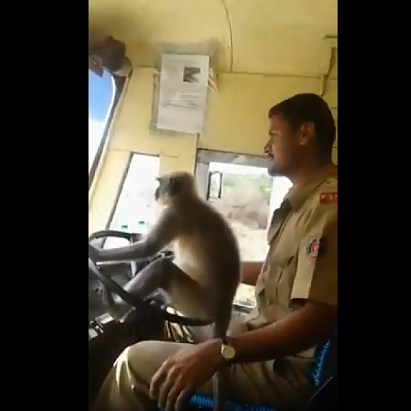 அரசுப் பேருந்தை ஓட்டிய குரங்கு... வழிகாட்டிய டிரைவர்... கர்நாடகாவில் நடந்த அவலம்