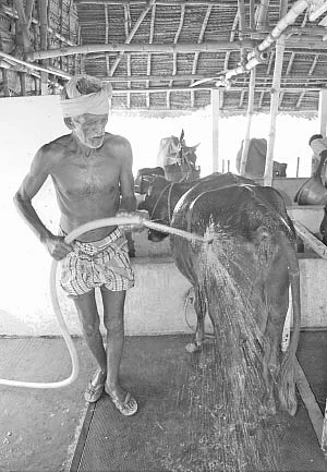 கொளுத்துது கோடை... கால்நடைகளைக் காப்பாற்றும் எளிய வழிகள்!