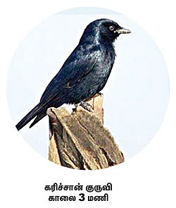 நேரம் சொல்லும் பறவைகள்!