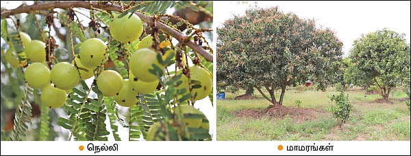 மரப்பயிர்கள், பழப்பயிர்கள், காய்கறிகள், மதிப்புக்கூட்டல்!