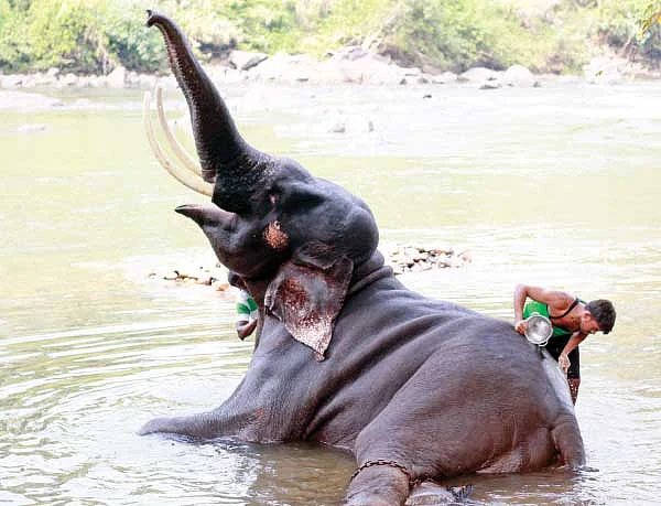 பயங்கரமான பச்சப்புள்ள!