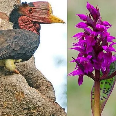 மிருகங்கள், செடிகளை வதைப்பதைக் கண்டால் பொங்கி எழுவோம்... சுற்றுச்சூழலை காப்போம்!