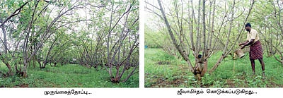 ஜீரோ பட்ஜெட் முருங்கை
