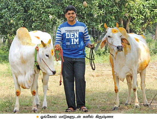 குறைந்த பராமரிப்பில் அதிக வருமானம்... ஒப்பில்லாத ஓங்கோல் மாடுகள்!