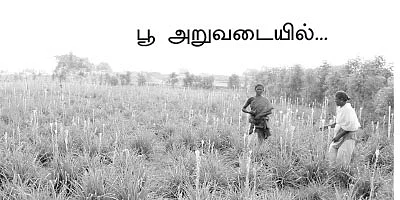சக்கைப்போடு போடும் இயற்கை சம்பங்கி!