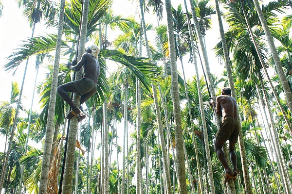 பாக்குக்கு முதல் மரியாதை!