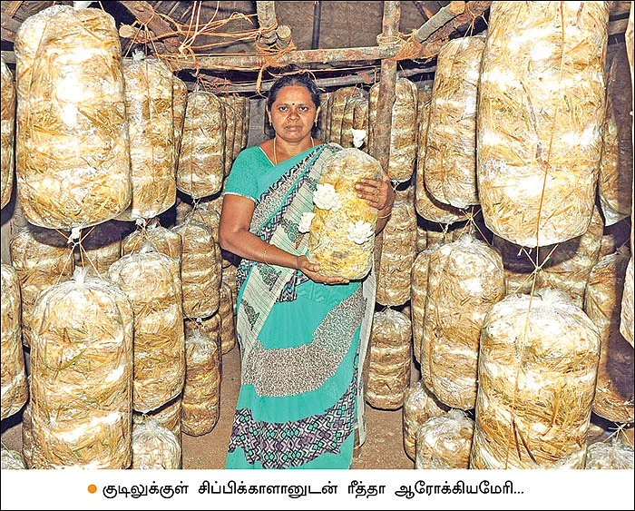பணம் குவிக்கும் பண்ணைத்தொழில்கள் - 3 - தென்னந்தோப்பில் சிப்பிக் காளான் வளர்ப்பு...