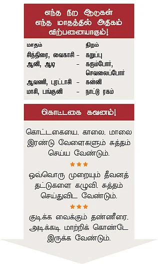 அருமையான லாபம் கொடுக்கும் ஆட்டுக்கிடா வளர்ப்பு..!
