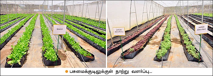 காய்கறிச் சாகுபடியில் நவீனத் தொழில்நுட்பம்...