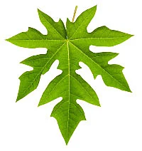 மீண்டும் டெங்கு! தவிர்க்க... தப்பிக்க...