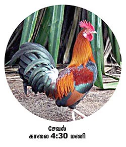 நேரம் சொல்லும் பறவைகள்!