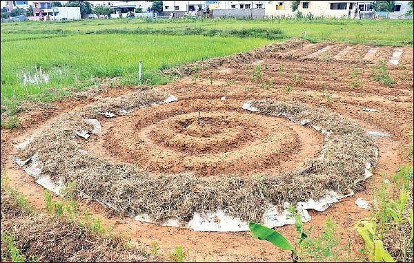 வரிசையாக வட்டப்பாத்திகள்... குறைந்த இடத்தில் குதூகல சாகுபடி!