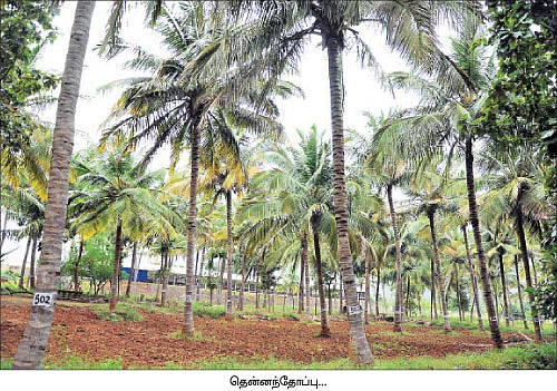 ஆடு +தென்னை +மா