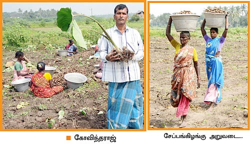 செழிப்பான வருமானம் தரும் சேம்பு!