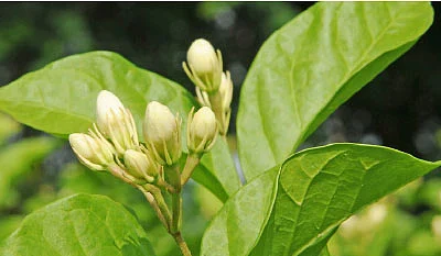 குறைந்த இடத்திலும் குதூகல வருமானம் தரும் மல்லி!