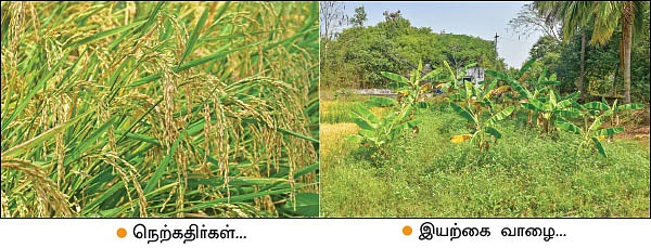 வேளாண் பல்கலைக்கழகப் பேராசிரியரின் இயற்கைச் சாகுபடி! - மாட்டு எரு கொடுத்த மகத்தான விளைச்சல்...