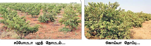 40 ஏக்கரில் இயற்கைப் பழப் பண்ணை !