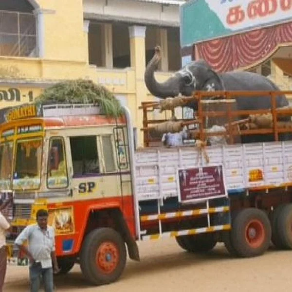 யானைகள் புத்துணர்வு முகாம்: நெல்லையில் இருந்து புறப்பட்டுச்சென்ற காந்திமதி