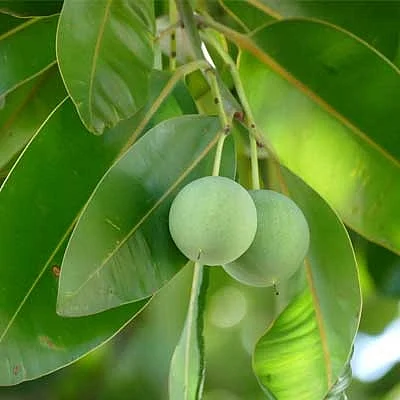 வாத நோய்களை விரட்டும் புன்னை மரம்!