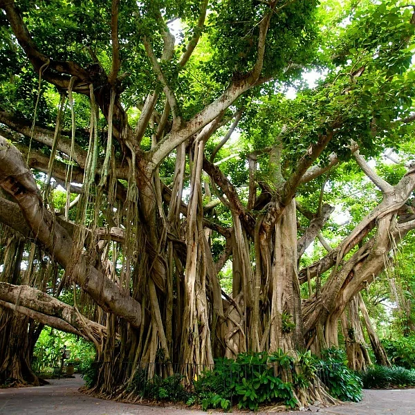 ஆலமரம்