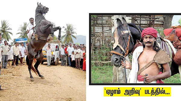 ஏழாம் அறிவு குதிரைக்கு எட்டு அறிவு!