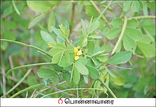 நல்மருந்து தெரிந்த செடிகள்... தெரியாத பயன்கள்! -13