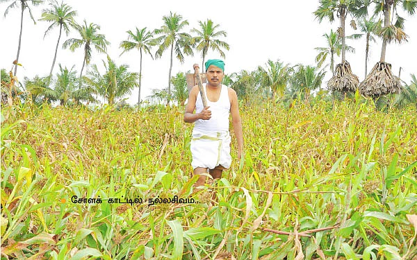 மனிதர்களுக்கு உணவு... மாட்டுக்குத் தீவனம்!