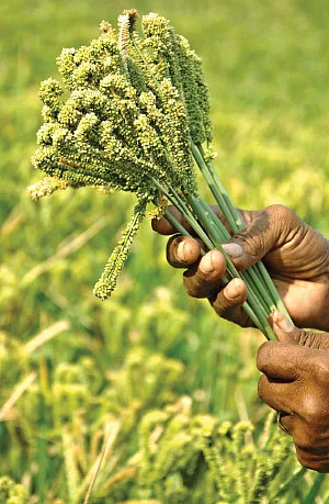 நீங்கள் கேட்டவை: விளைச்சலைக் கூட்டும் இ.எம் கரைசல்..!