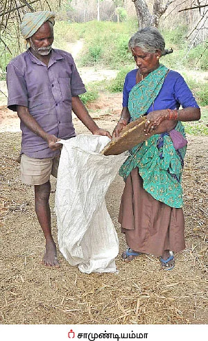 மூங்கில் அரிசி... இயற்கையின் அற்புதக் கொடை!