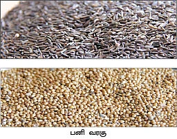 விருது வாங்கிக் கொடுத்த விதைகள்!
