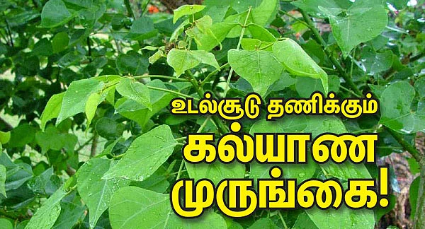 உடல்சூடு தணிக்கும் கல்யாண முருங்கை!