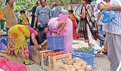 பச்சைப் பலன் அறுவடை ஆகுமா?
