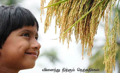 அள்ளிக்கொடுக்கும் பாரம்பரிய ரகங்கள் !