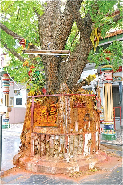 வேப்ப மரத்தில் எழுமிச்சைத் தொட்டில்! - பிள்ளை வரம் அருளும் பிரார்த்தனை