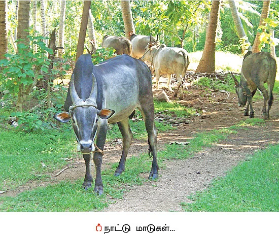 பஞ்சகவ்யா - 15