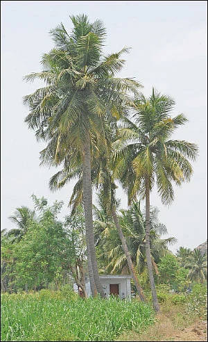 ஆடுகள் கொடுக்கும் அற்புத வருமானம்! - 200 ஆடுகள்... ஆண்டுக்கு ரூ 10 லட்சம் லாபம்...