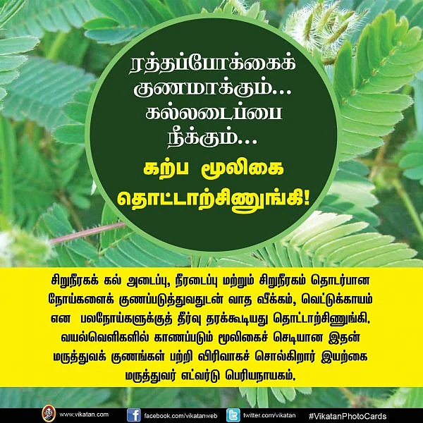 ரத்தப்போக்கைக் குணமாக்கும்... கல்லடைப்பை நீக்கும்... கற்ப மூலிகை தொட்டாற்சிணுங்கி! #VikatanPhotoCards