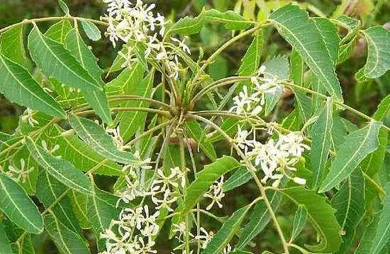 சரும நோய்களுக்கு மருந்தாகும் வேம்பு!