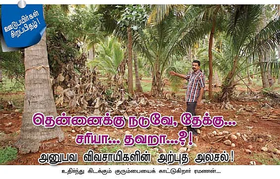 தென்னைக்கு நடுவே, தேக்கு... சரியா... தவறா...?!