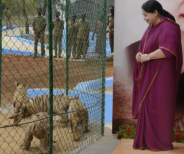 அனிதா, ப்ரீதா, சுனீதா, சங்கீதா: புலி குட்டிகளுக்கு பெயர் சூட்டிய ஜெயலலிதா!