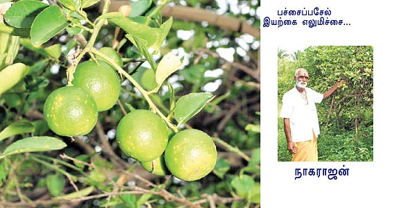 நட்டமில்லாத வெள்ளாமைக்கு நாட்டு எலுமிச்சை!