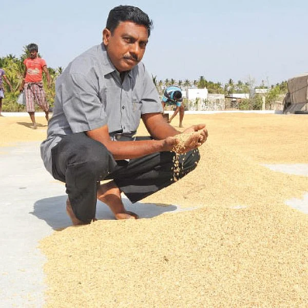 விதைநெல் உற்பத்தியில் தடம் பதிக்கும் தாராபுரம்...