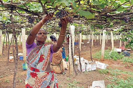 சவால் விட்ட ரசாயனம்... சாதிக்க வைத்த ஜீரோ பட்ஜெட்...