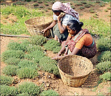கமகம நறுமணம்.... கலகல வருமானம் !