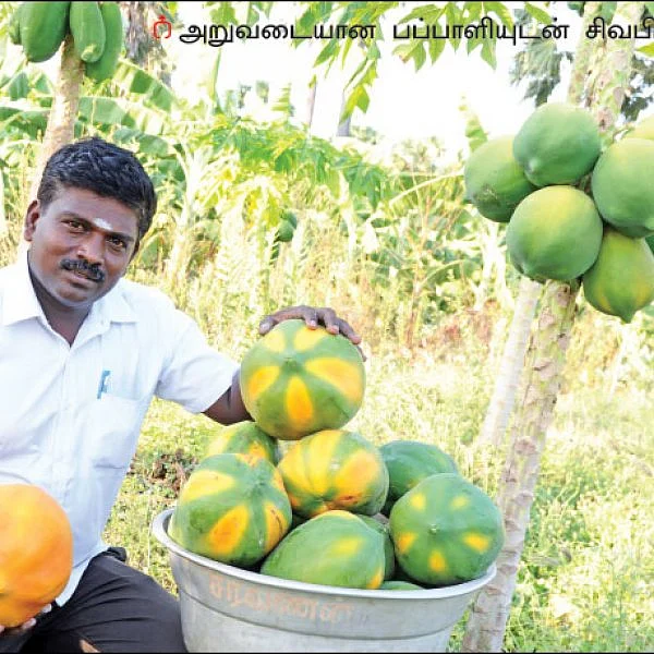 ₹3 lakh profit from an acre... Papaya's income despite drought!