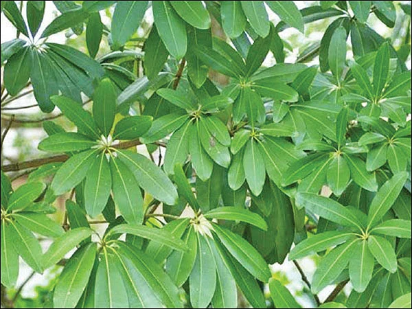 மரம் செய விரும்பு! - 11 - மர்ம காய்ச்சலைக் குணமாக்கும் 'ஏழிலைப்பாலை'