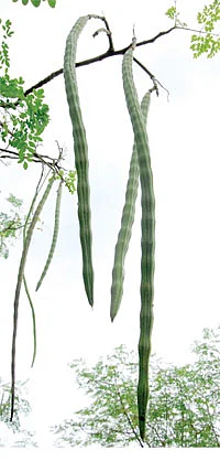 ஜீரோ பட்ஜெட் முருங்கை