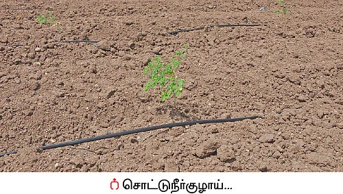 முத்தான வருமானம் கொடுக்கும் முருங்கை!